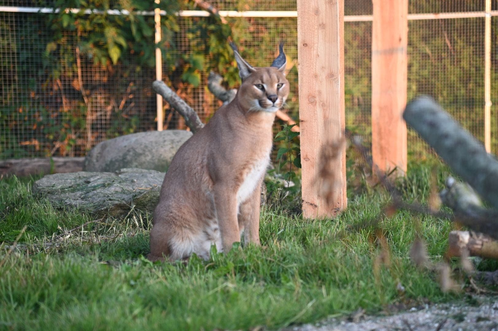 Caracal