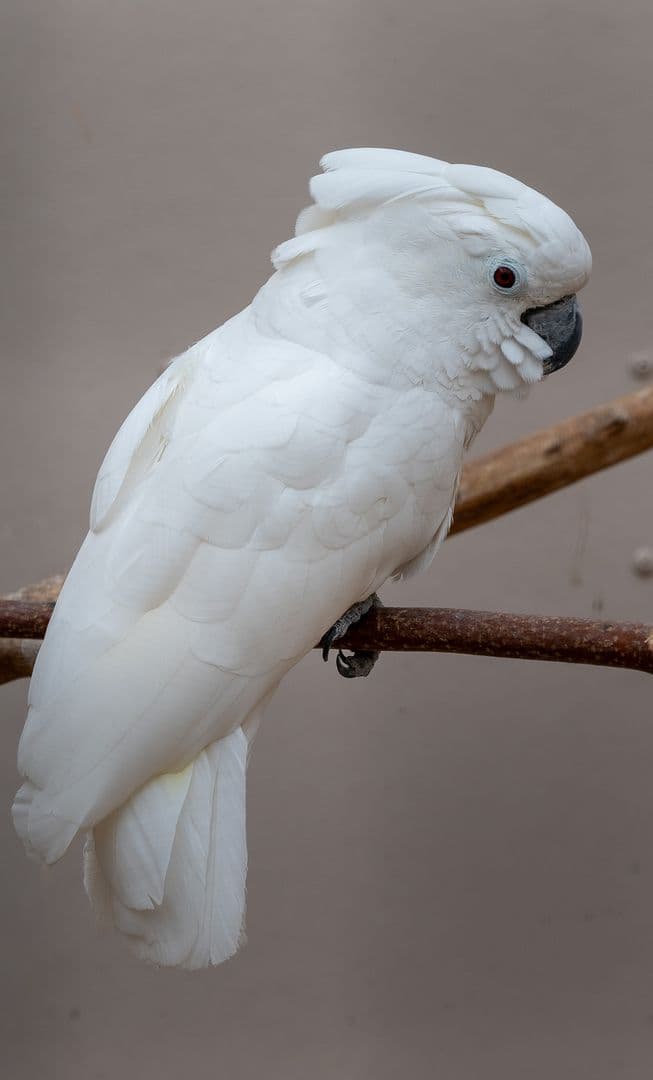Cockatoo