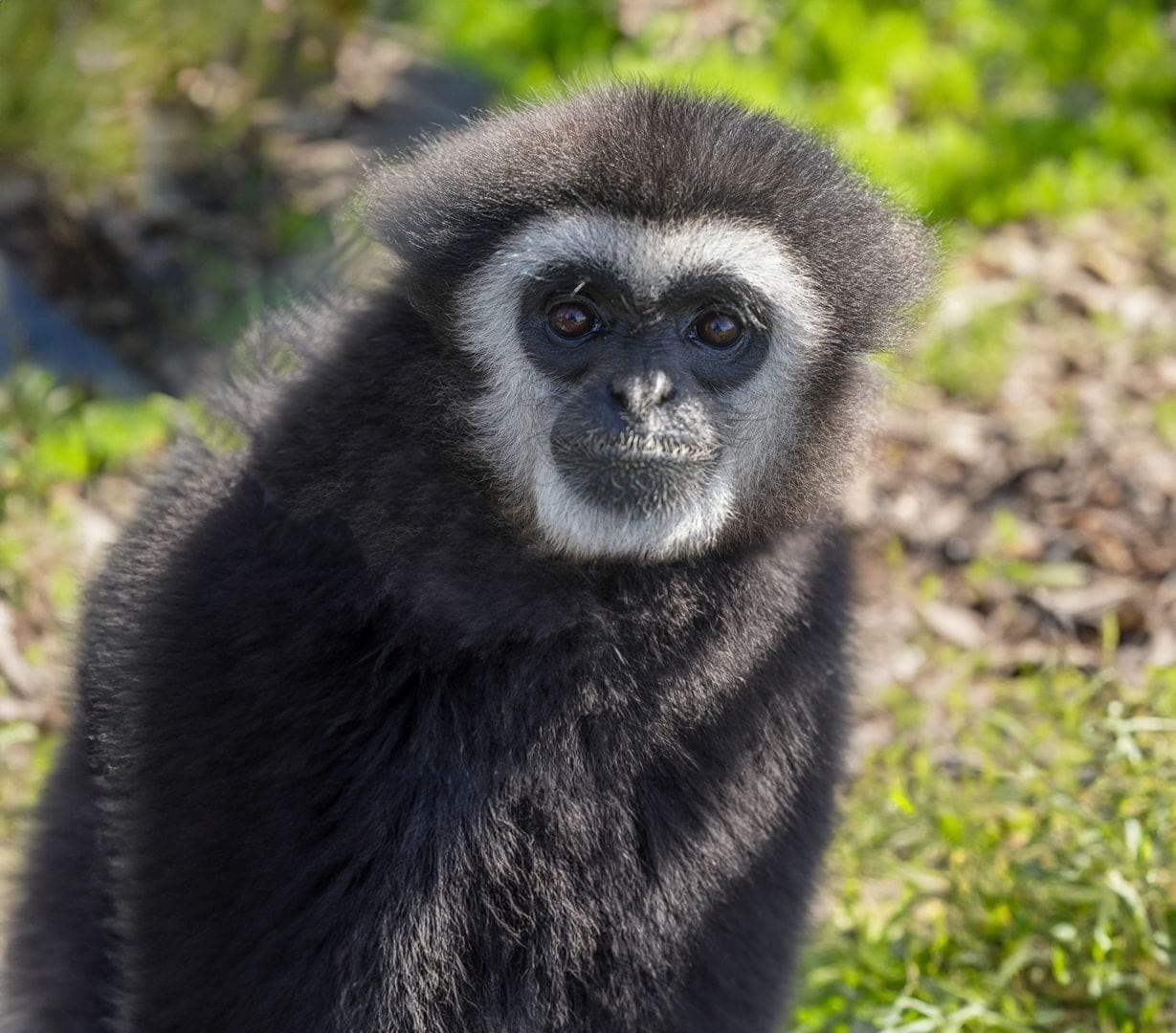 Gibbon