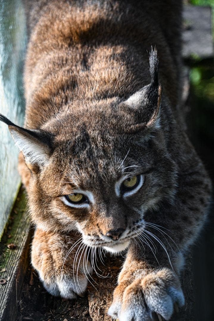 Lynx