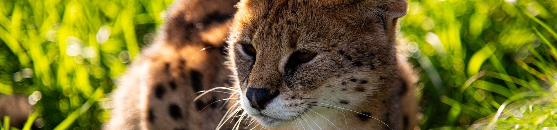 Servals Isis and Nequ gallery