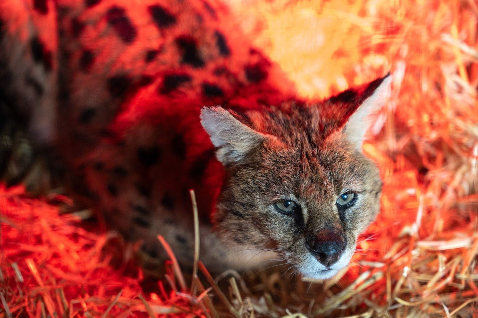 Servals Isis and Nequ gallery