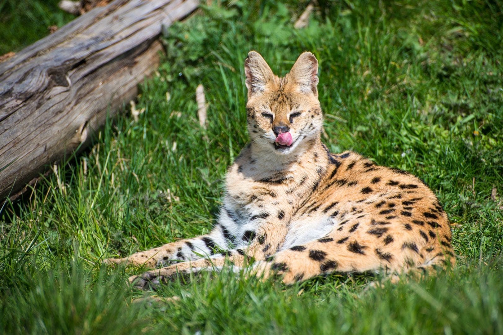 Servals Isis and Nequ