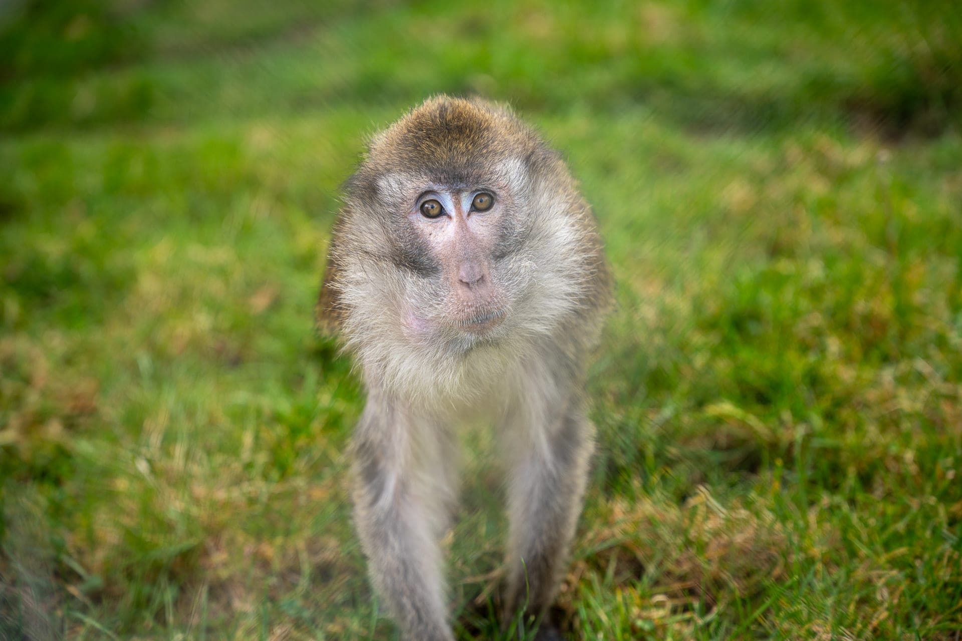 The Java Girls — From Lab Animals to a New Life