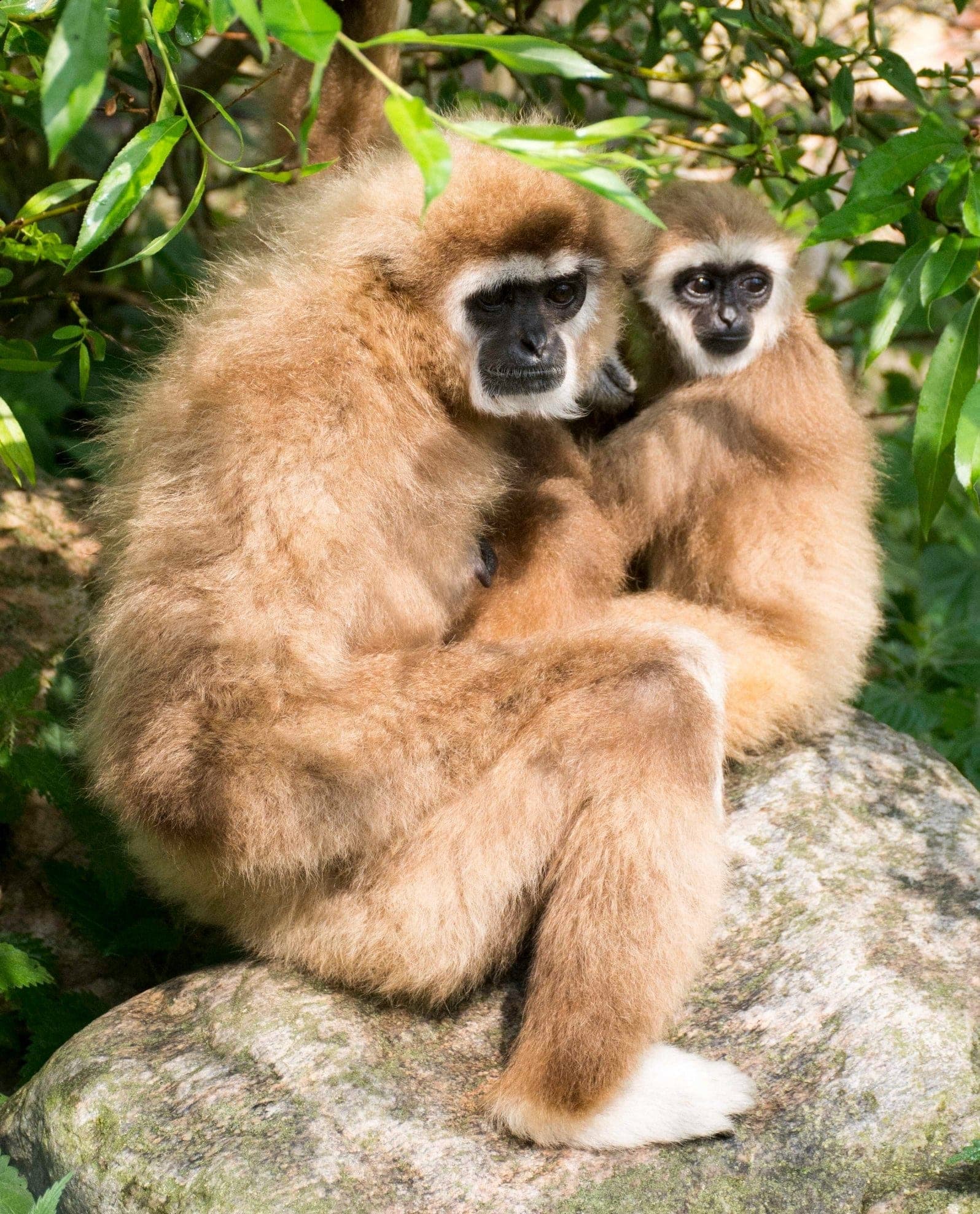 Nana — The Gibbon Who Became a Mother
