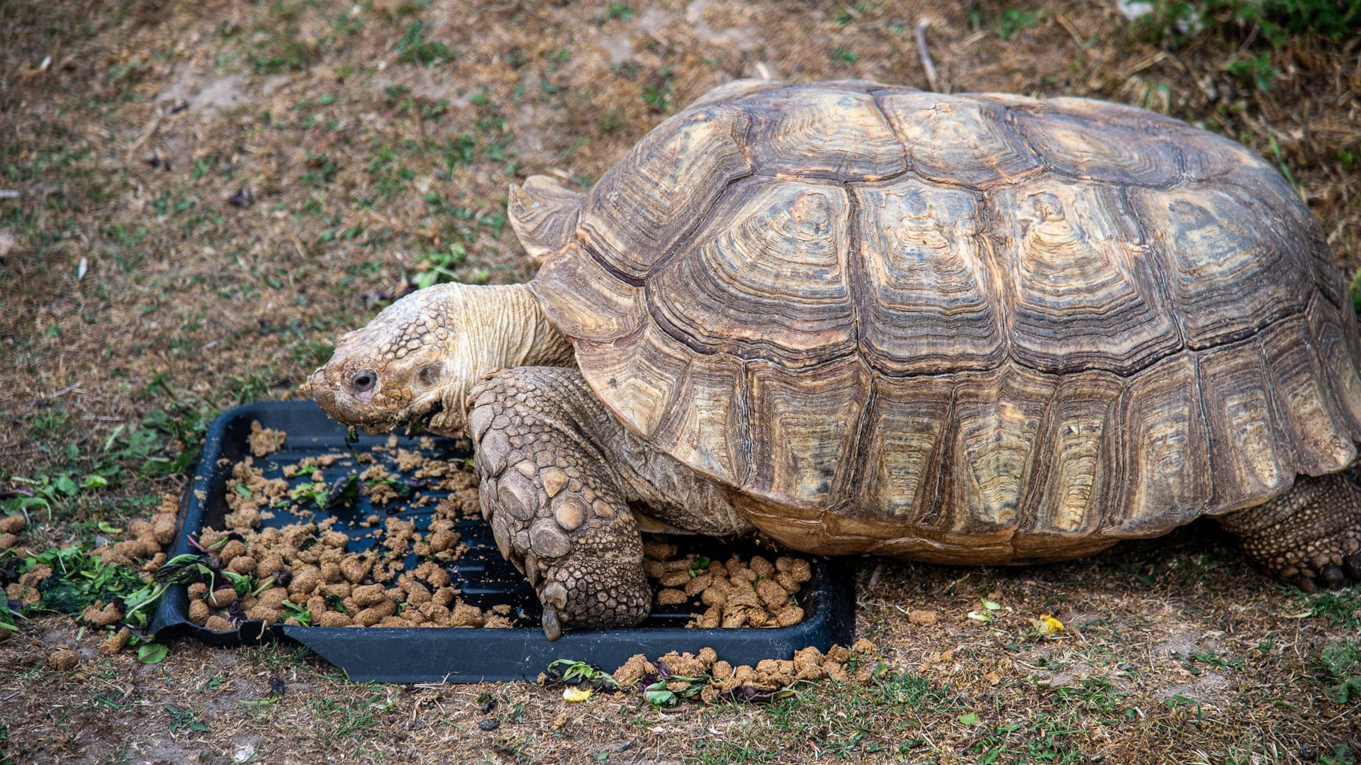 Darwin — The Tortoise Who Found Peace