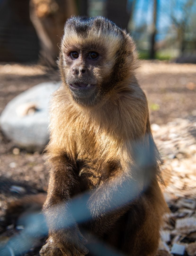Rosa — Ulovligt eksotisk kæledyr indleveret igen