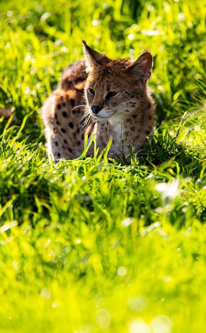 En servalkat på Odsherred Zoo Rescue
