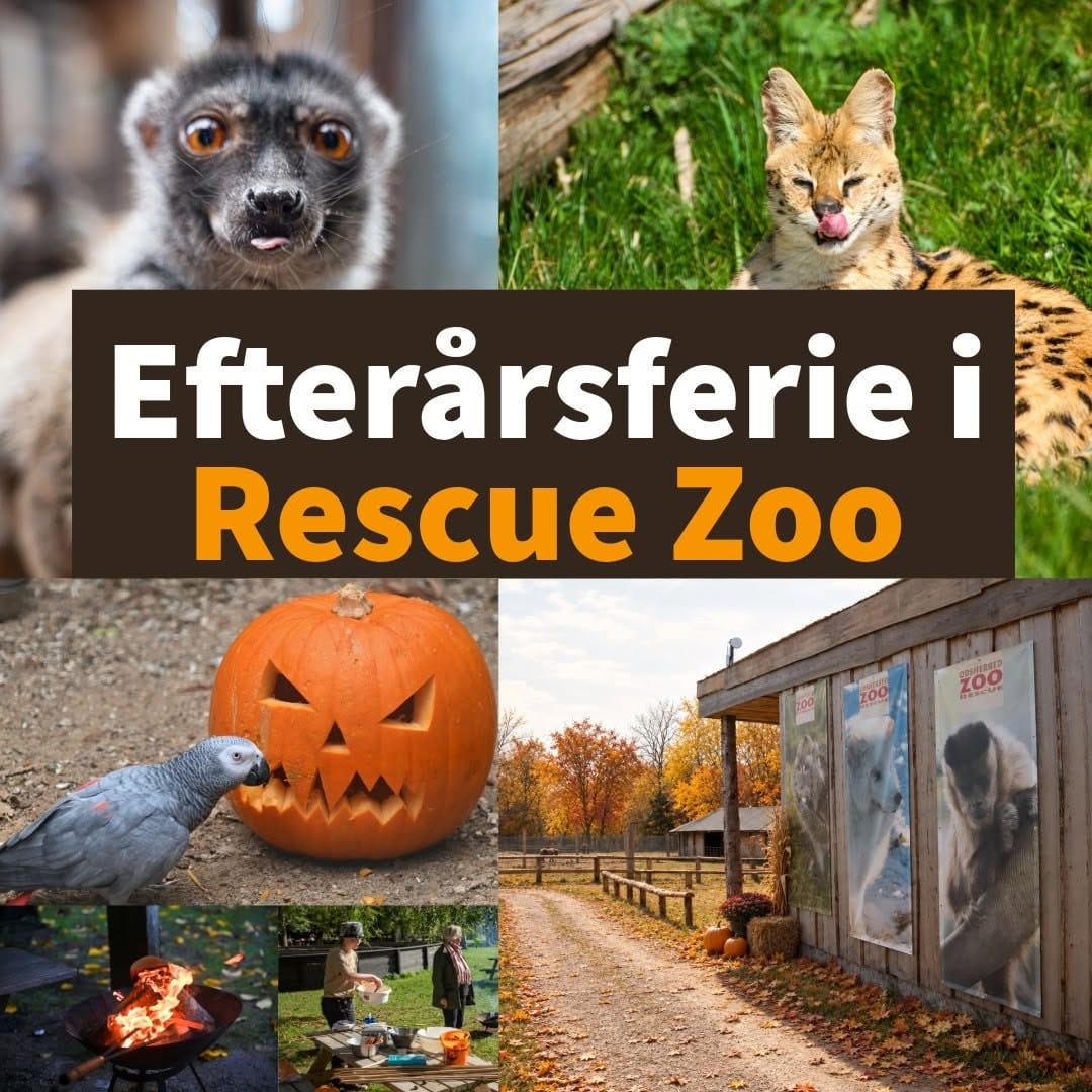 Efterårsferie i Rescue Zoo: en lemur, en serval, en papegøje ved et udskåret græskar, et bål og en sti i parken i efterårsfarver