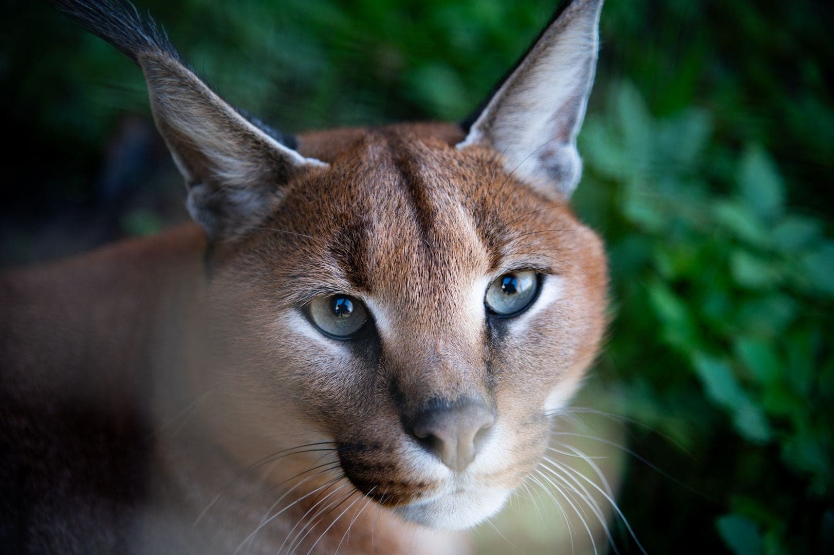 Caracal gallery