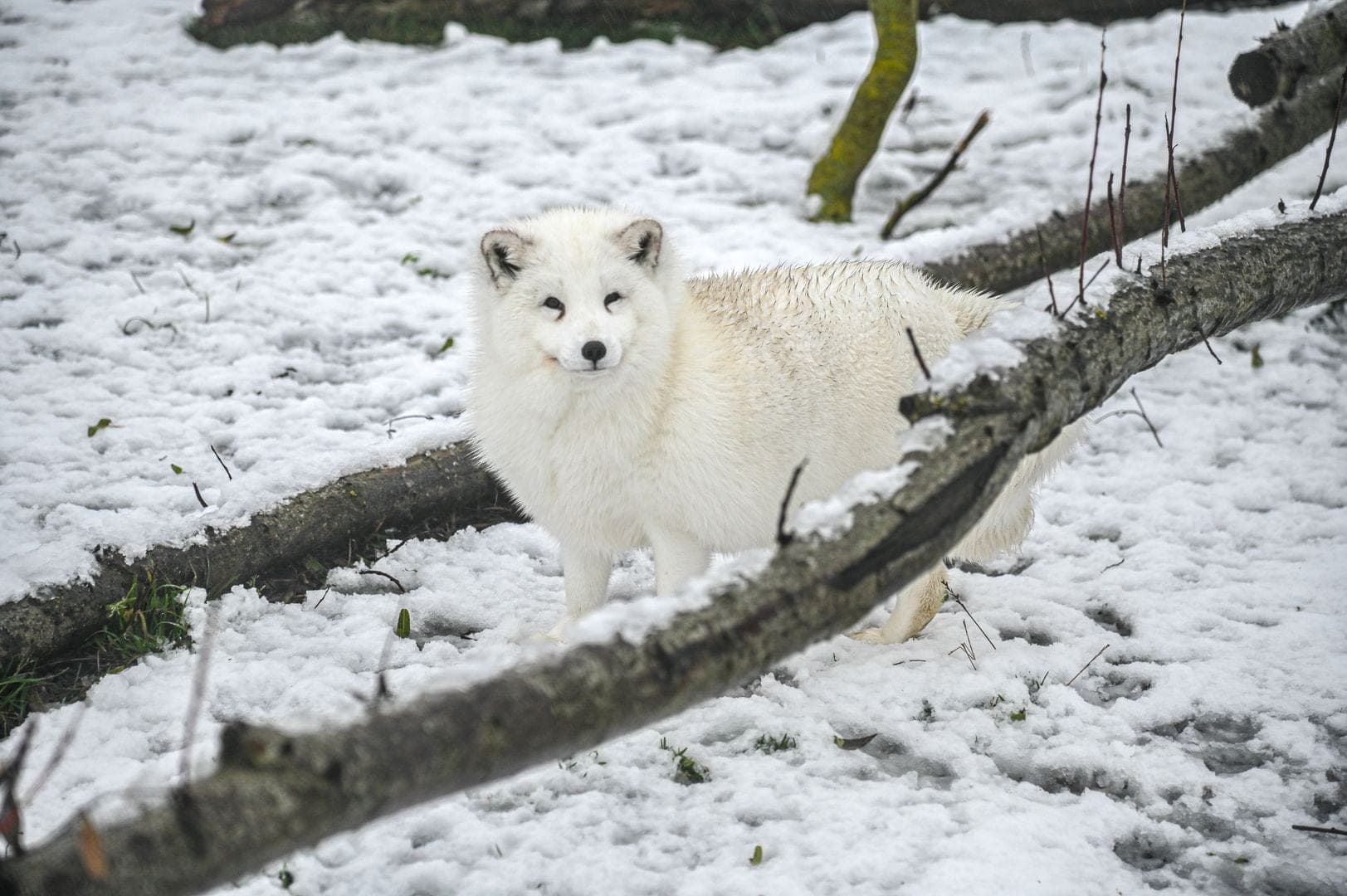 Fox (fur farm rescue) gallery