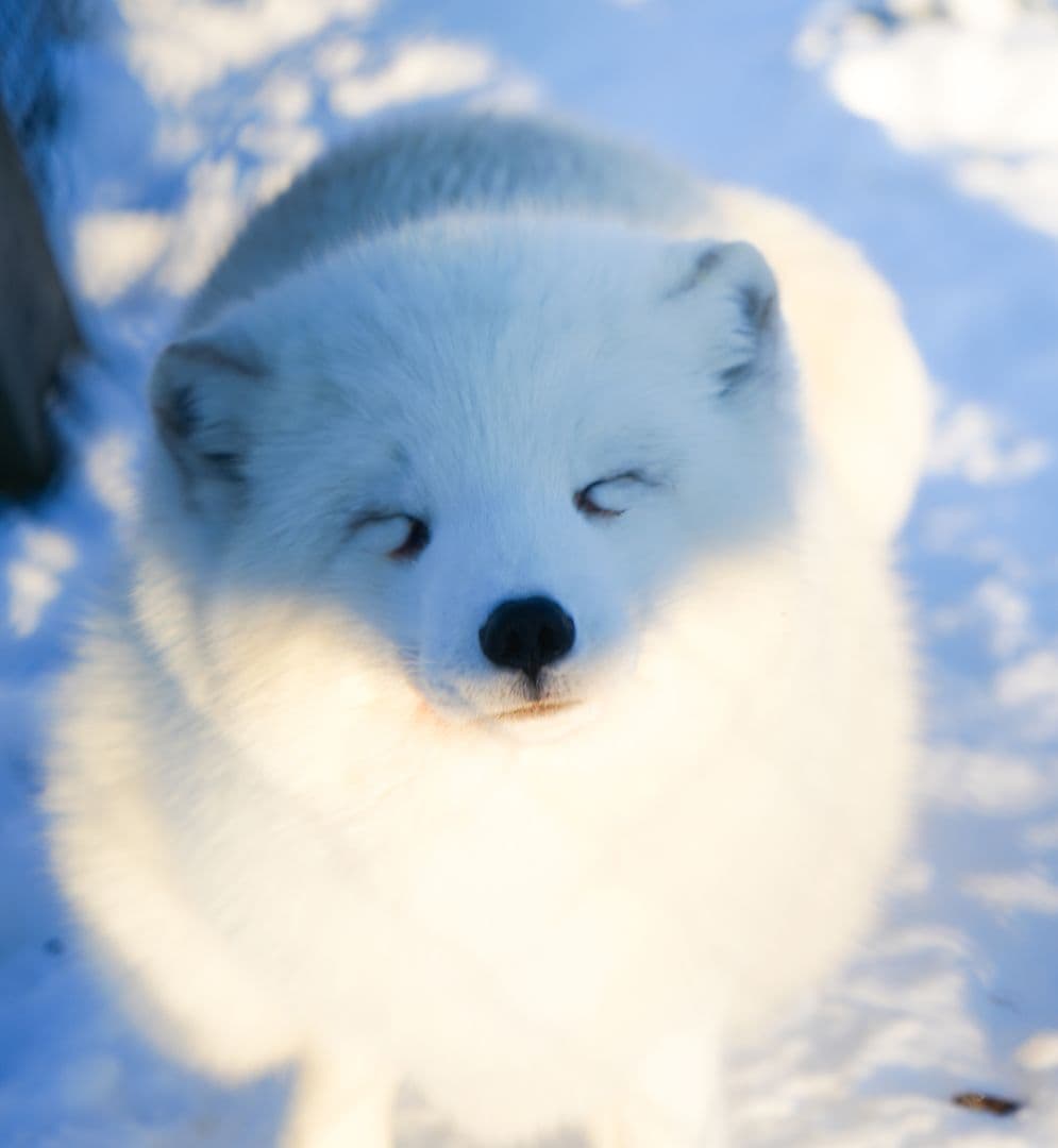 Fox (fur farm rescue) gallery