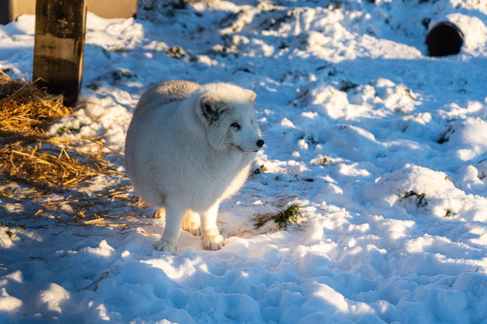 Fox (fur farm rescue) gallery