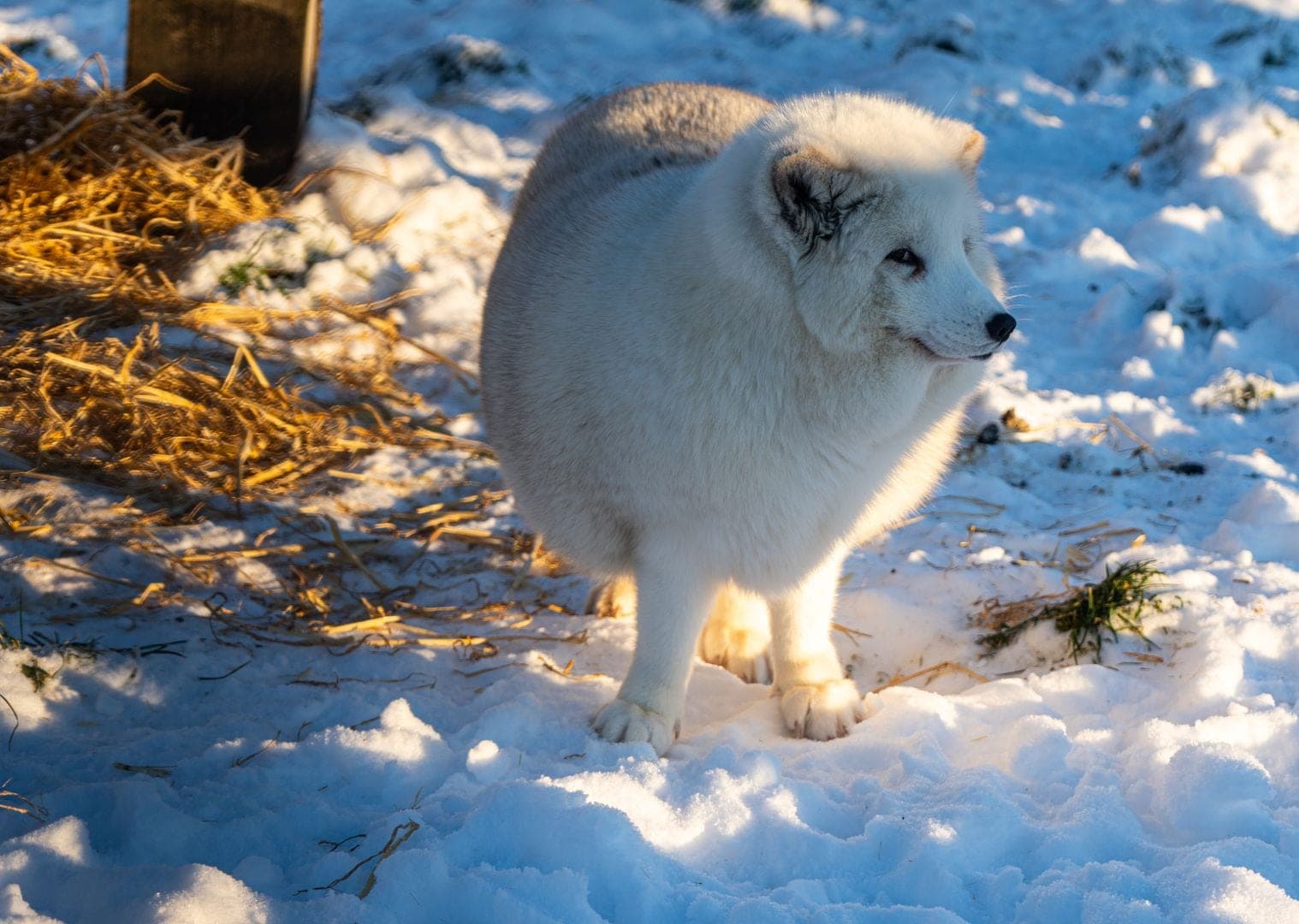 Fox (fur farm rescue) gallery