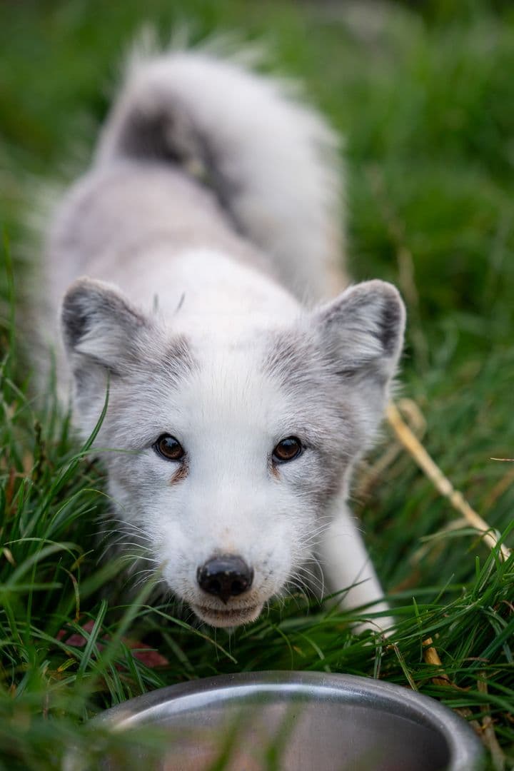 Fox (fur farm rescue) gallery