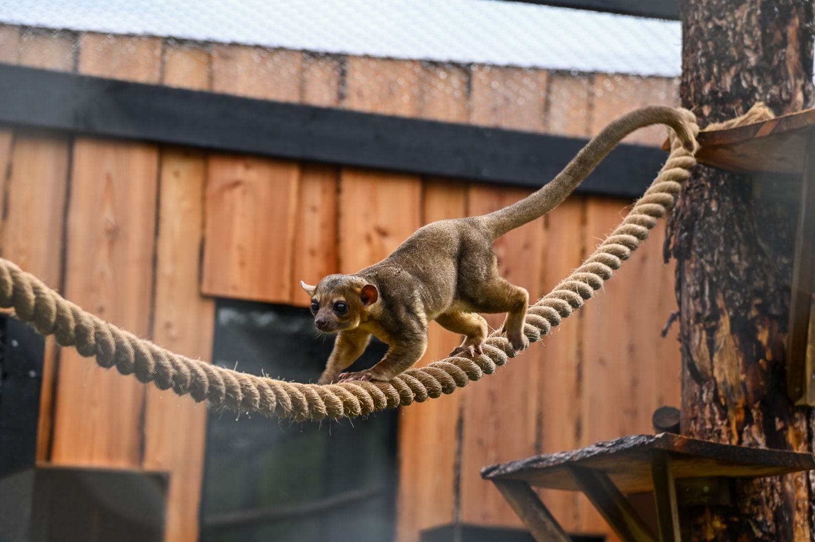 Kinkajou gallery