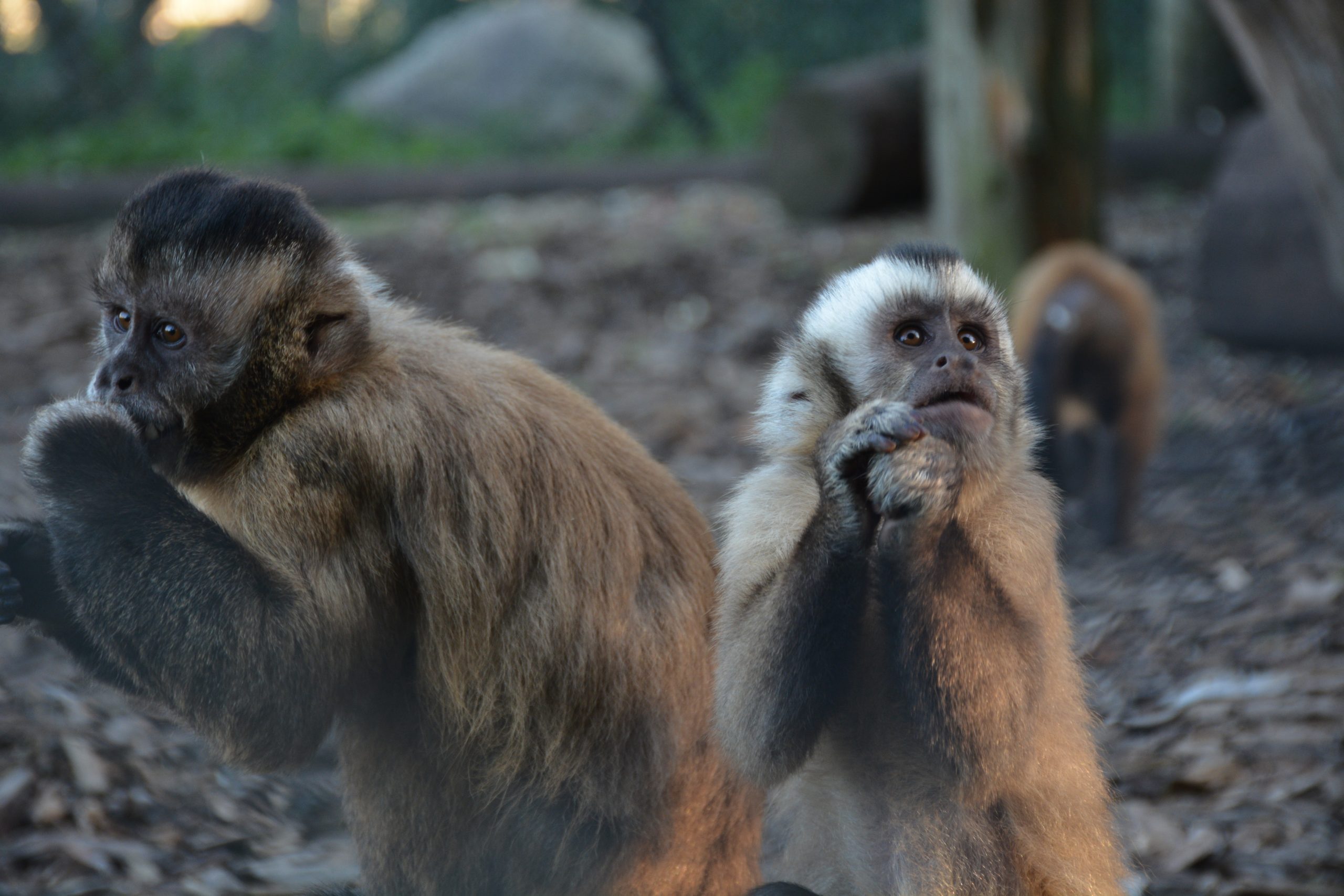 Odsherred Zoo Rescue capuchin